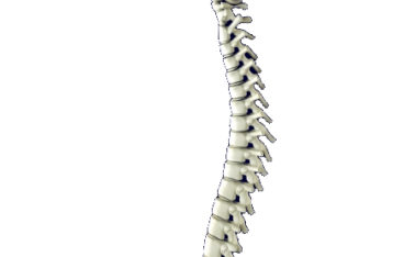 クラニオセイクラルセラピー 頭蓋仙骨療法の効果は 頭部皮神経と神経系への影響によるもの Dnm Japan